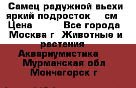 Самец радужной вьехи яркий подросток 15 см › Цена ­ 350 - Все города, Москва г. Животные и растения » Аквариумистика   . Мурманская обл.,Мончегорск г.